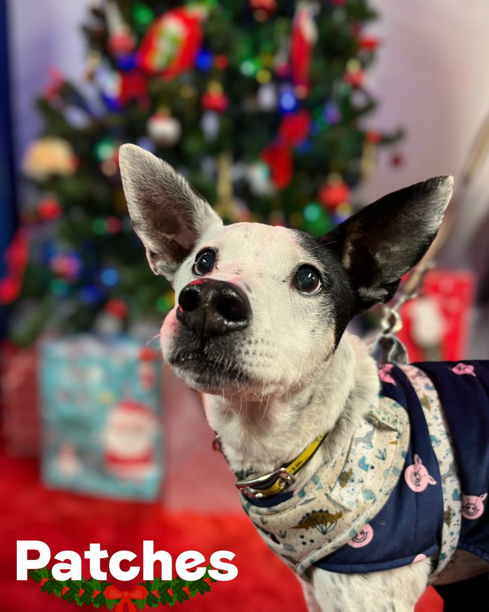 Dogs Trust Merseyside tweet media