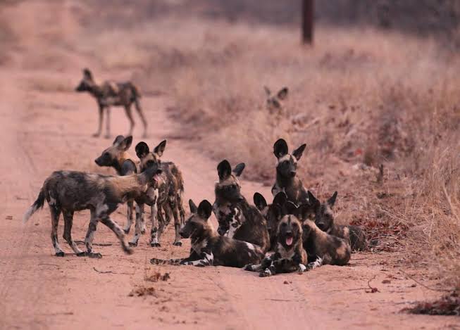 Rajveer79997's tweet photo. @westtv01 These r #africanwild dogs they don't attack alone or can't fight alone ... https://t.co/bEDXUsSaYh