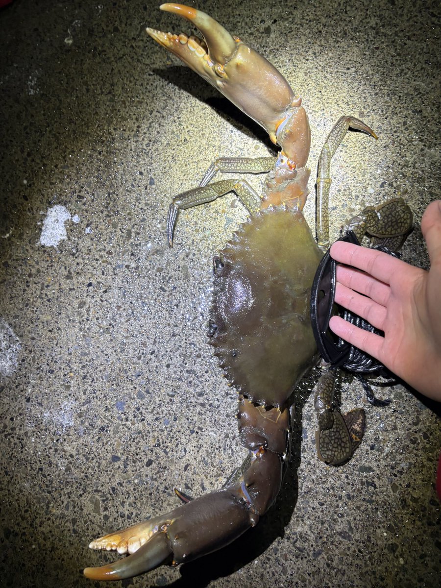 𝑳𝒖𝒄𝒂𝒏𝒊 𝑯𝒊𝒓𝒂𝒕𝒂𝒓𝒐 (@DorcusHiratalor) / Posts / X