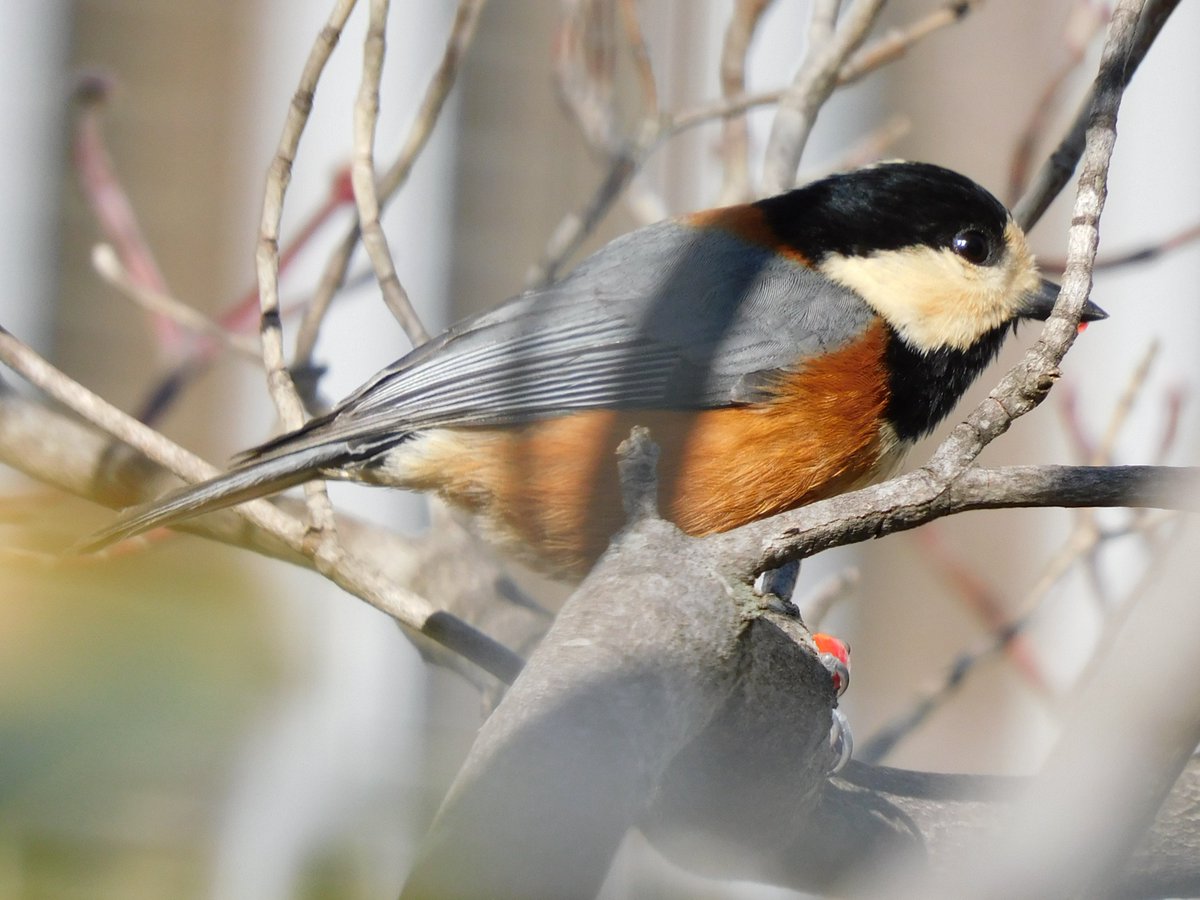 特大。極上の山採りウメモドキ。 南大阪・河内長野市 寺ヶ池近く住宅街 12.13午後 お食事中のヤマガラ