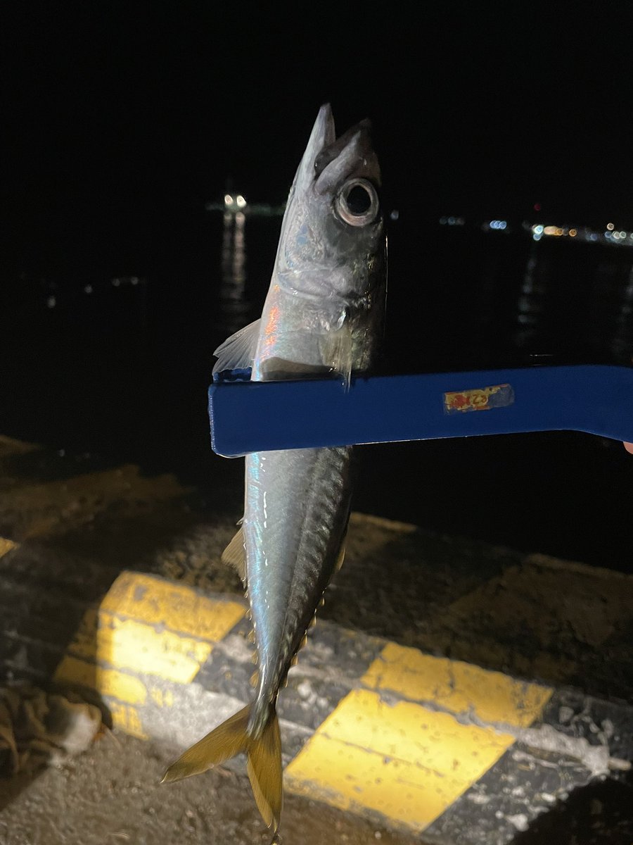 30cm近いサバが釣れたから大満足！！