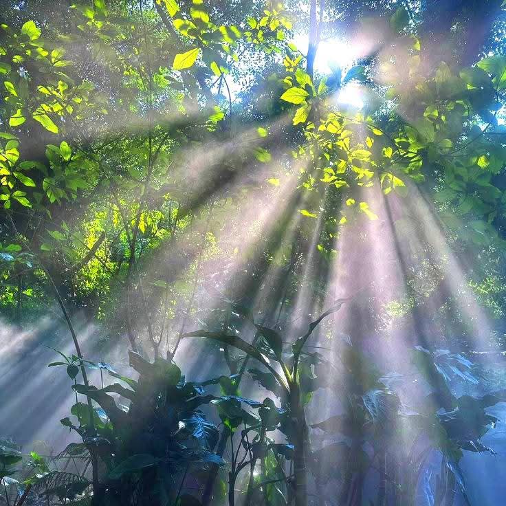 نُسَيْبَة. tweet media