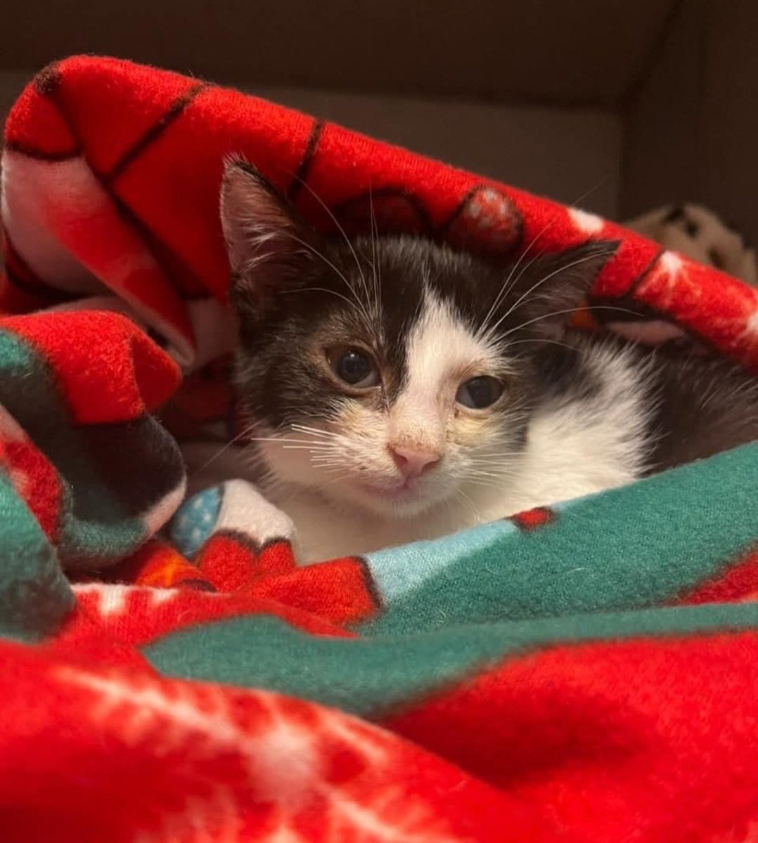 KatKatPt's tweet image. 🆘️🆘️🆘️
Η μικρούλα βρέθηκε απο εθελοντή χωρίς τις αισθήσεις της λερωμένη με ασβέστη κ λάσπη ετοιμοθάνατη
Σώθηκε για καλή της τύχη κ ανέκαμψε
Τώρα ψάχνει τους ανθρώπους που θα περάσει τη ζωή της μαζί τους
Ένα σπίτι για το τυχερό αυτό γατάκι;
Rt 🙏 🙏 🙏