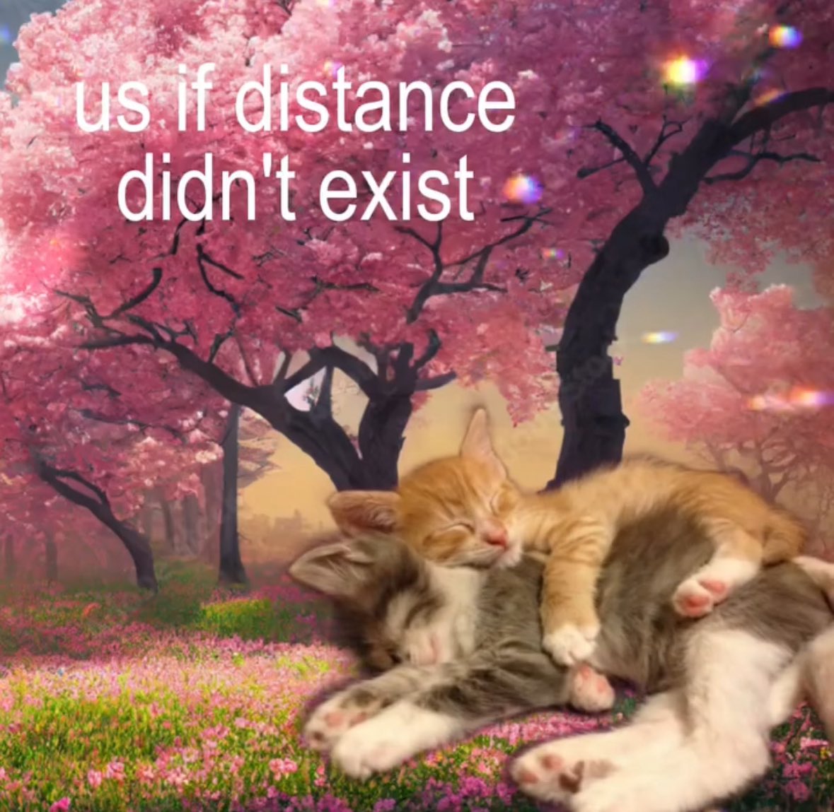 cats.jpg (@catsdotjpg) on Twitter photo 