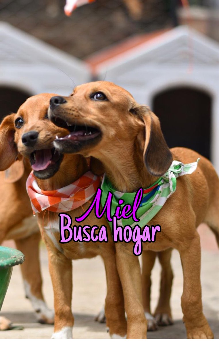 AsociacionMi's tweet image. En este momento debemos cerrar puertas a nuevos rescates, tenemos varios animalitos que aún no publicamos y ya se encuentran hospitalizados, y muchos cachorros listos para adopción, Osito, Dulce y Miel ya están esterilizados, vacunados, son tamaño pequeño y están súper divinos,…