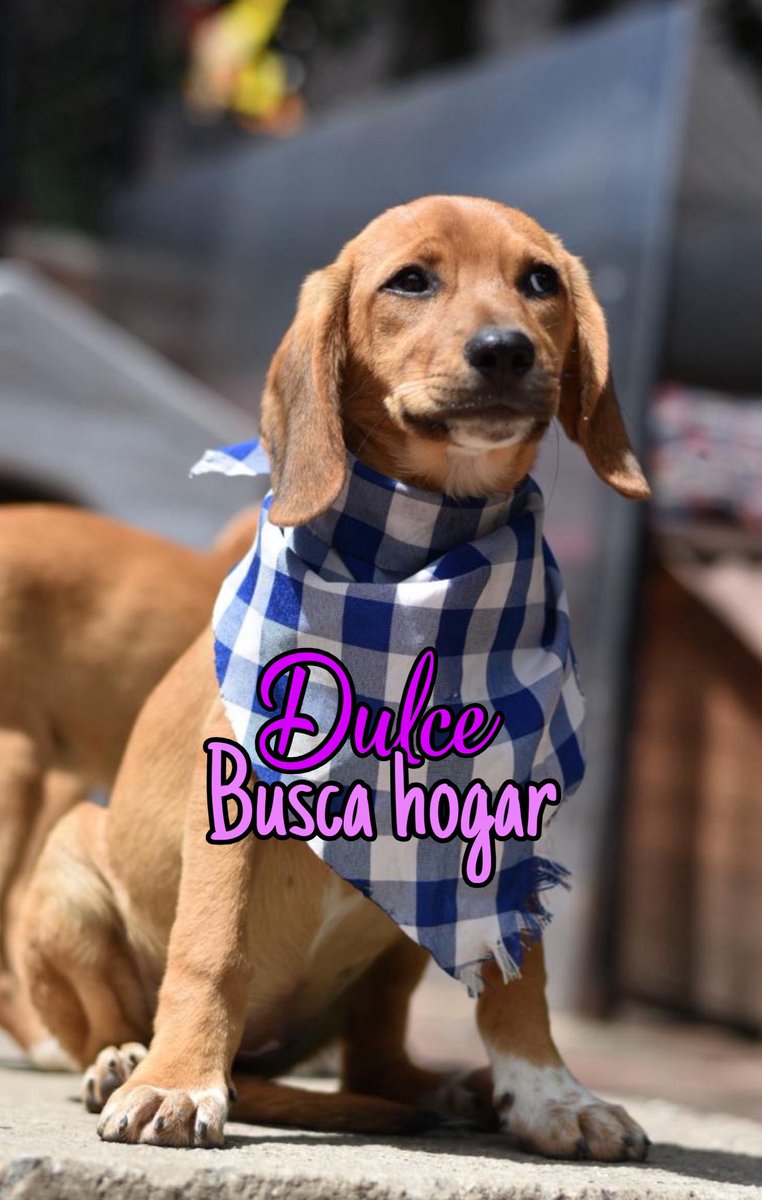 AsociacionMi's tweet image. En este momento debemos cerrar puertas a nuevos rescates, tenemos varios animalitos que aún no publicamos y ya se encuentran hospitalizados, y muchos cachorros listos para adopción, Osito, Dulce y Miel ya están esterilizados, vacunados, son tamaño pequeño y están súper divinos,…