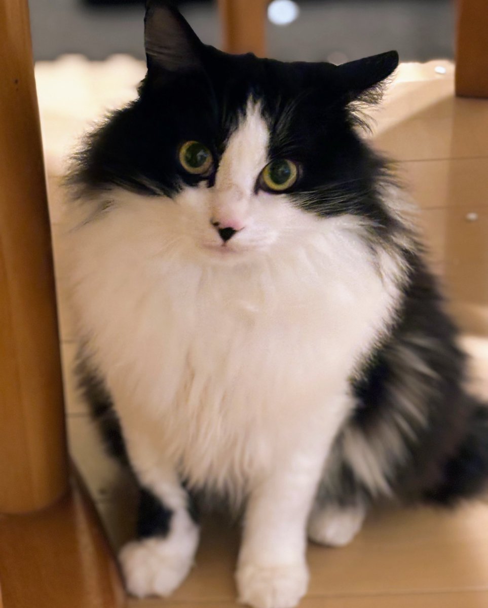 Shingenmoti66's tweet photo. 明日、いよいよ譲渡会デビュー
プロフィールに使う写真はこれ！
#保護猫と暮らす #保護猫譲渡会 https://t.co/rHOmJS1ZpB