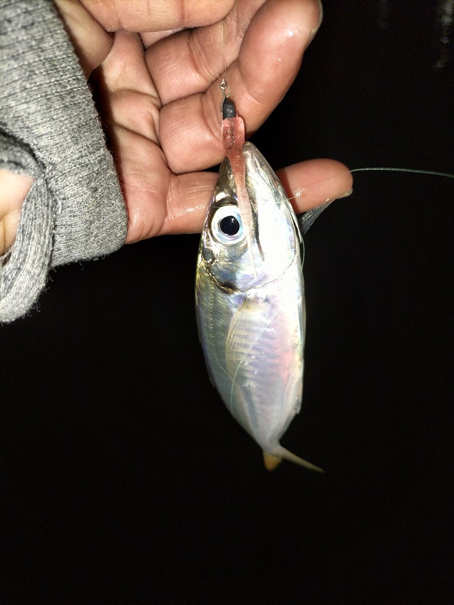 大阪湾奥アジング 1ヶ月ぶりの待ち望んだ20cmupアジ🎣😆 12cmアジ2匹