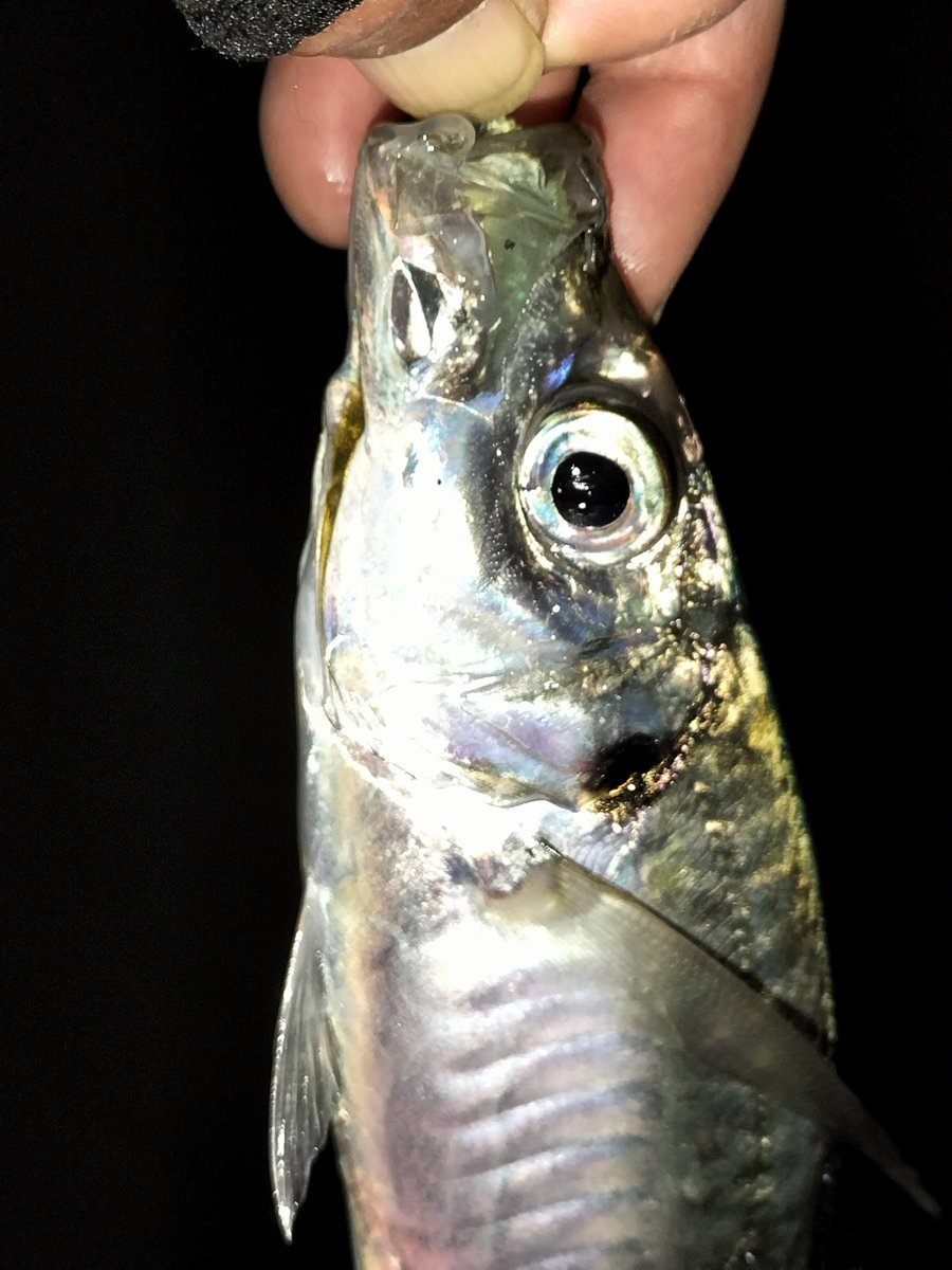 大阪湾奥アジング 1ヶ月ぶりの待ち望んだ20cmupアジ🎣😆 12cmアジ2匹