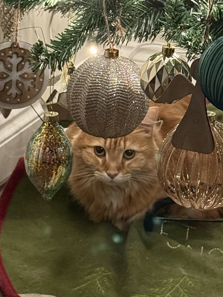 FloofySisters's tweet photo. Rosie planning her next bauble heist #caturday #christmascats #CatsOfTwitter #CatsOfX #christmas #Floofysisters https://t.co/4kVsLS1D5A
