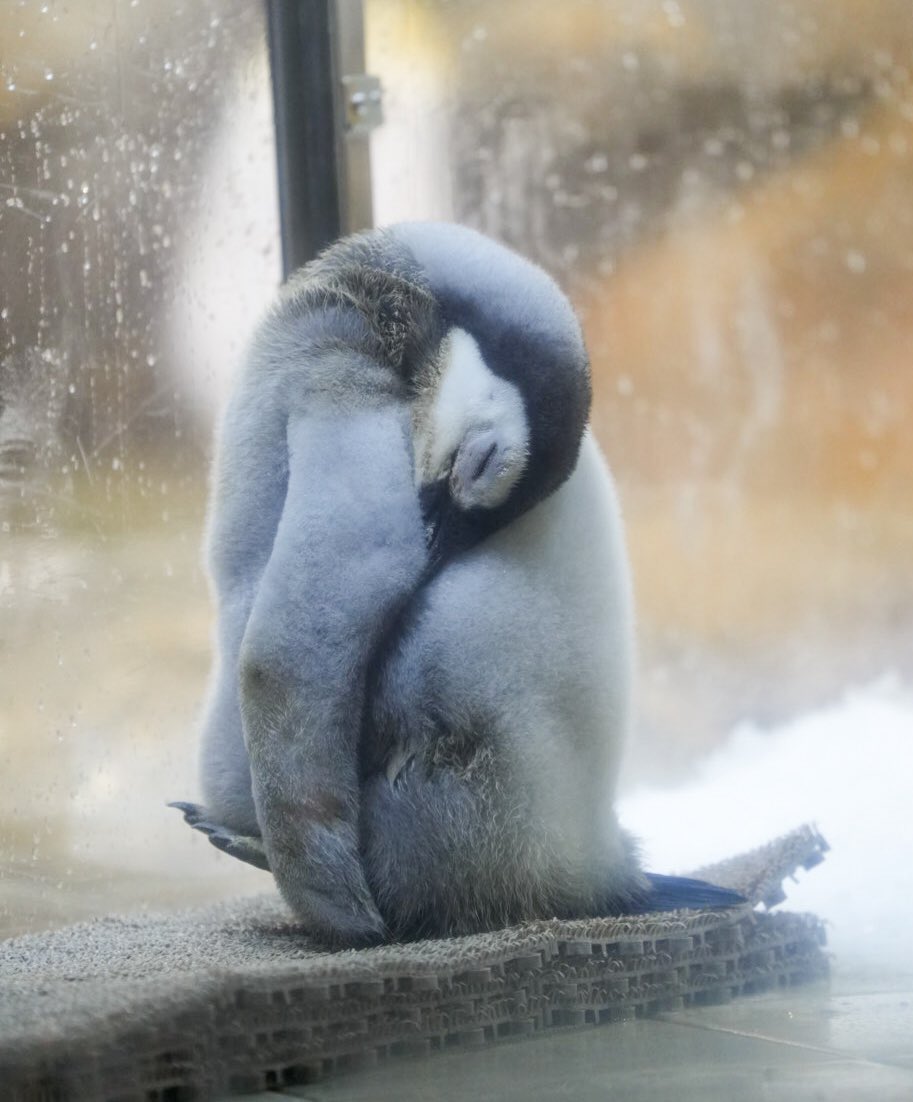 haru (@haru3131sui) / Posts / X