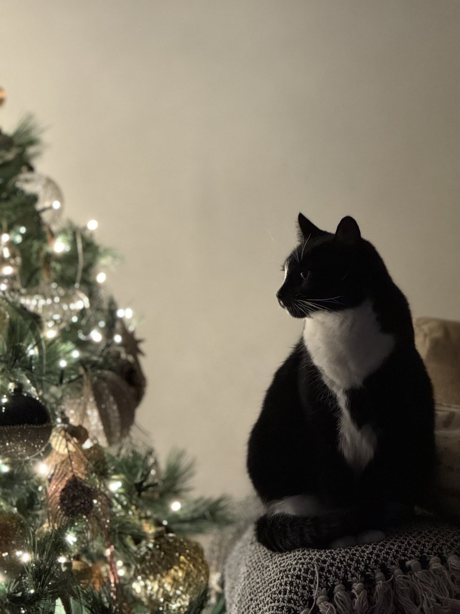 FloofySisters's tweet photo. #Caturday with Cleo mesmerised by the tree lights #Catsoftwitter #Cats #CatsofX #floofysisters #christmas https://t.co/Q5wsfGERfs
