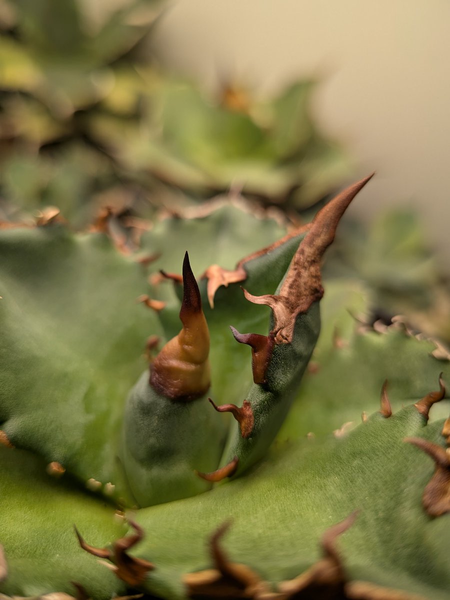 明日の草乱祭に台湾の緋紅牡丹も数株だけですが持っていきます！2000円で出しますm(__)m