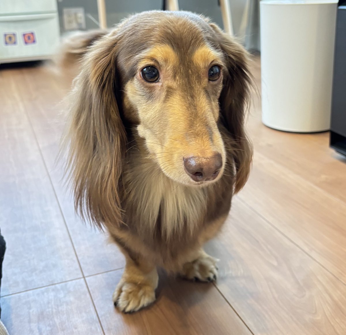 ☆さなぴー☆ 見て！！！Geminiにうちのｲｯﾇの写真使ってキングギドラ作ってもろてん