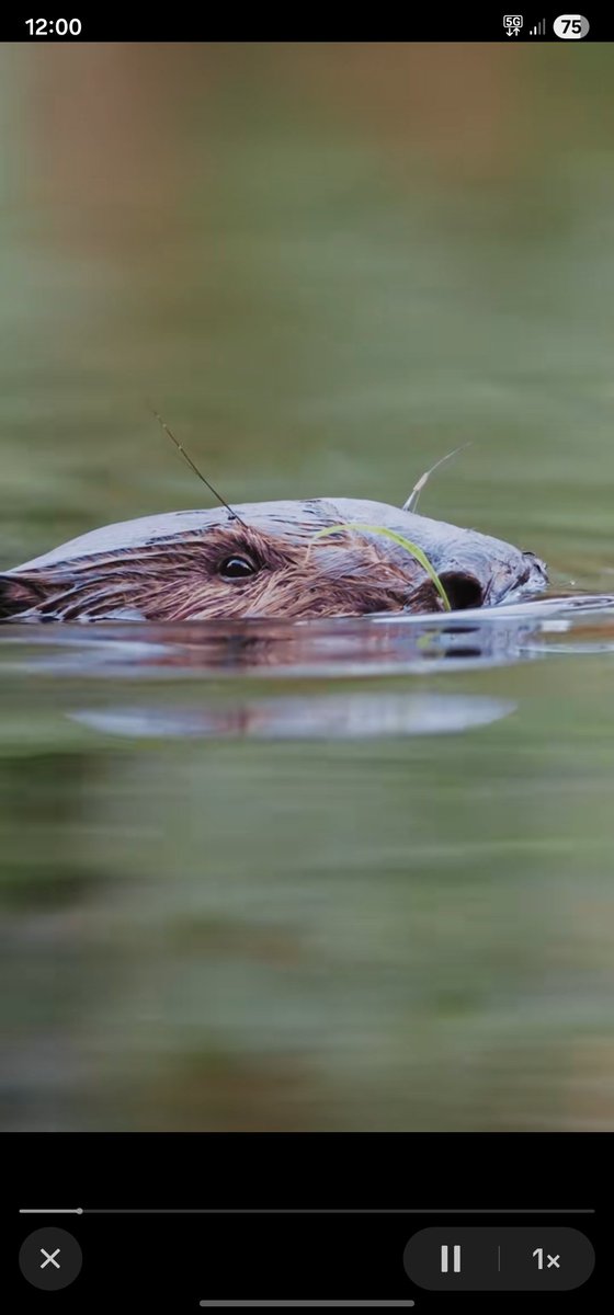 For weeks, the free roaming beaver was kept a secret, when spotted on trail cameras at Pensthorpe nature rescerve. The nearest enclosed colony at Sculthorpe Moor (operated by Hawk &amp; Owl Trust) have denied it is one of theirs. <a href="/EDP24/">Eastern Daily Press</a> <a href="/EADT24/">East Anglian Daily Times</a> <a href="/BBCNorfolk/">BBC Norfolk</a> <a href="/BeaverTrust/">Beaver Trust</a> <a href="/WildlifeMag/">BBC Wildlife</a>