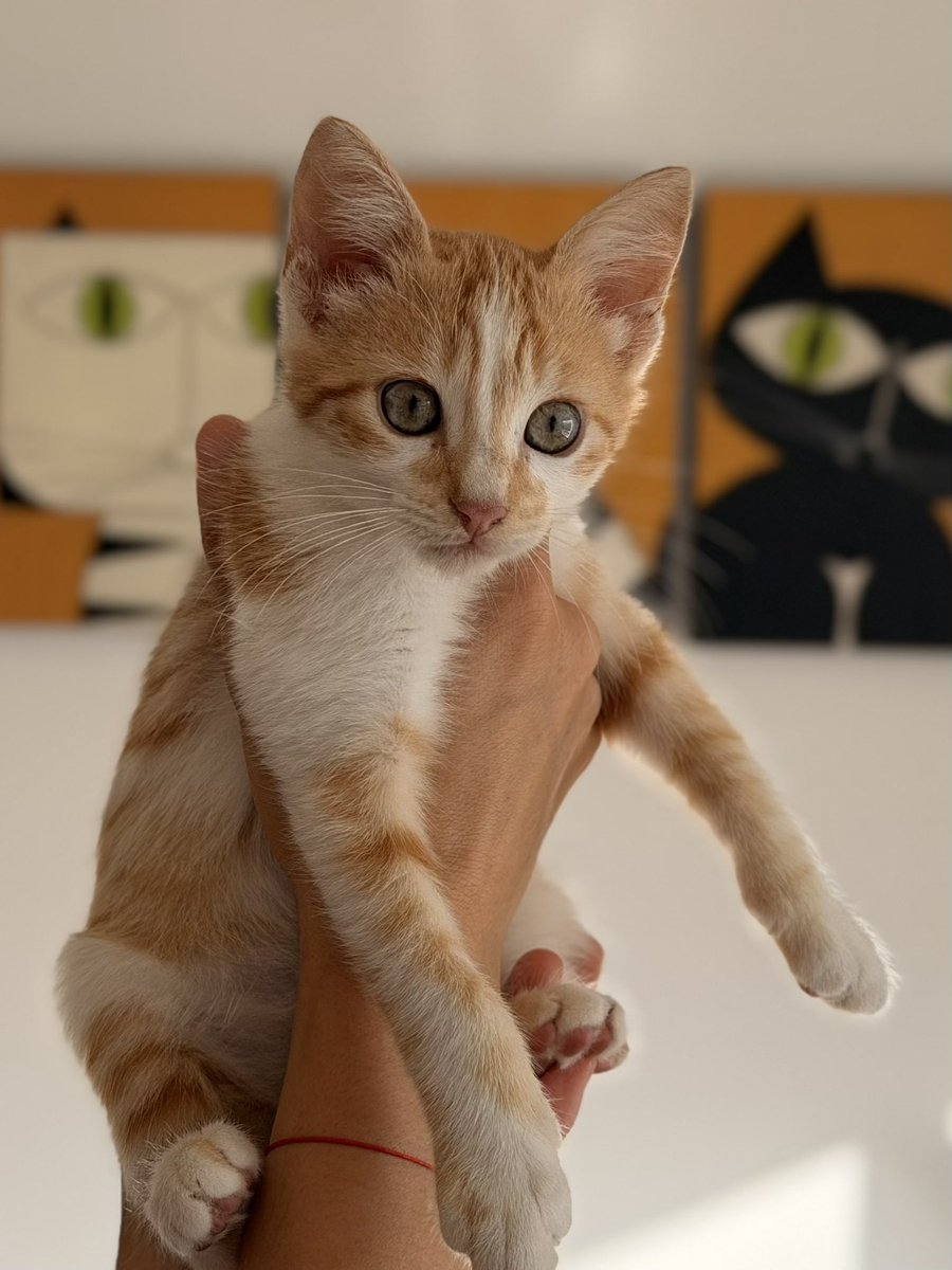 andreanimalidad's tweet photo. 🩵🩷 Les presento al nuevo ramillete de siete araucanitos que recibimos en hogar de paso, para ADOPCIÓN. Estos siete pedacitos de cielo estaban en la calle, en cualquier esquina, sobreviviendo junto a sus madres (ellas quedaron esterilizadas). 

💕 En su orden son: Mapacha (hembra), Ángel (macho), Mar (hembra). Los tres se aman, son hermanitos.

Va 🧵