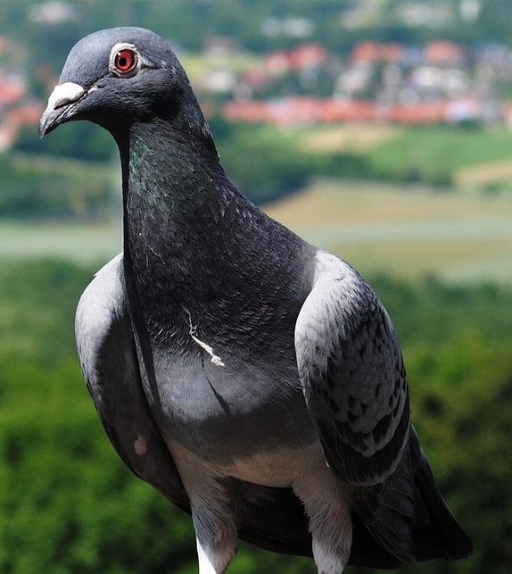 Duplex Silva - Pigeons Edition tweet media