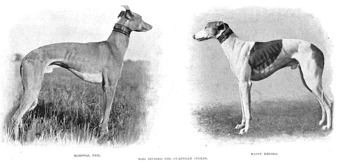 BlanningCharlie's tweet photo. Swaffham coursing 1900. Full story click https://t.co/IYkHC7m6an #greyhounds #coursing #waterloocup https://t.co/rg6sbOoZ0X