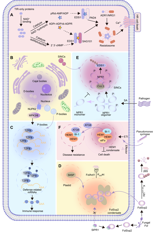 Liquid–liquid phase separation at the frontline of plant–pathogen battles #review #PlantCommunications cell.com/plant-communic…