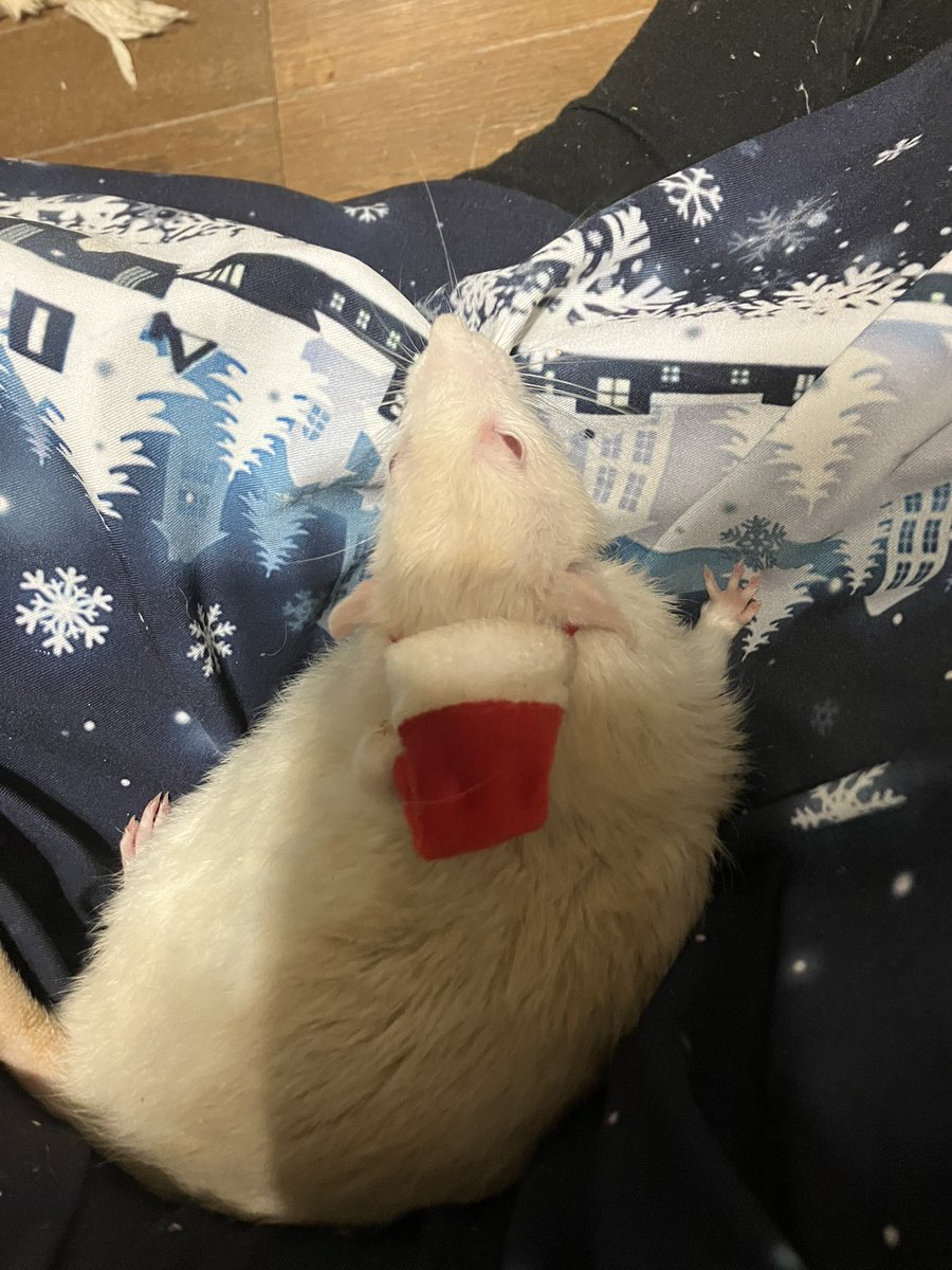 クリスマスネズミ🐭
