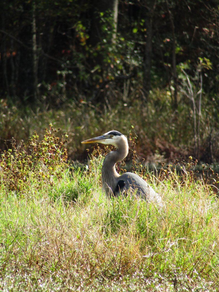 PNW Angler (@pnwflyangler) on Twitter photo 