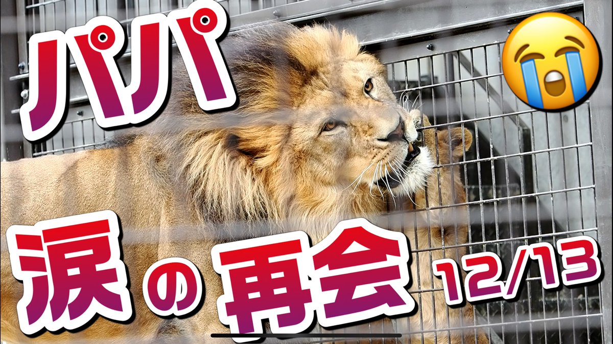 しばライオンページ Amazon.co.jp: ライオンのしごと: どうぶつさいばん : 竹田津 実, あべ