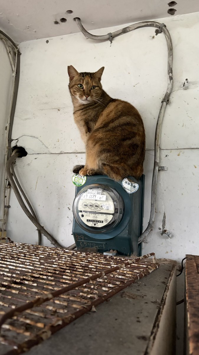 ポン太 (@totokoponpon) / Posts and Replies / X