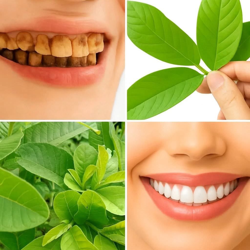 Guava leaves, one of nature‘s most trusted coral care botanical!

Used traditionally to keep teeth, clean, gums strong, and breathe, fresh gently and affordably.

🌼Improve plaque control
🌼Supports healthy gums
🌼Helps with bad breath
🌼Promote natural tooth brightness
🌼Reduces