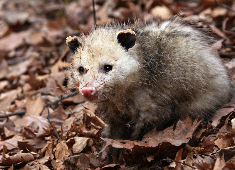 Possum_Daily's tweet image. #Possum_Daily #Possum