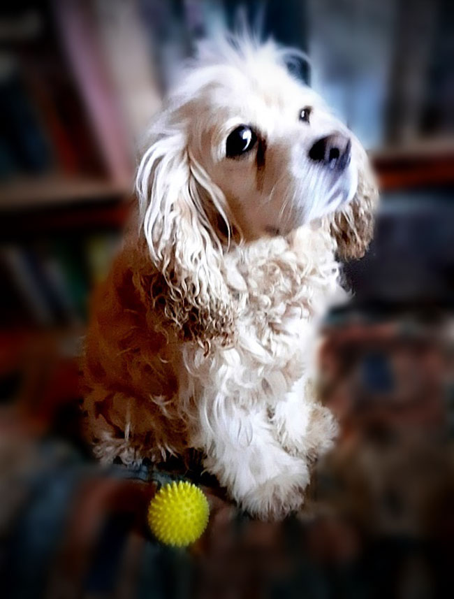 #Москва и МО
Ищет дом американский кокер-спаниель Тоша. 🏡
Возраст 7 лет. Кастрирован. Воспитанный и спокойный. ❤ Слушает команды, ведет себя тихо, когда остаётся один. Спокойно купается и вытирается.
Во время болезни хозяйки не выгуливался, сейчас привыкает к выгулу заново.