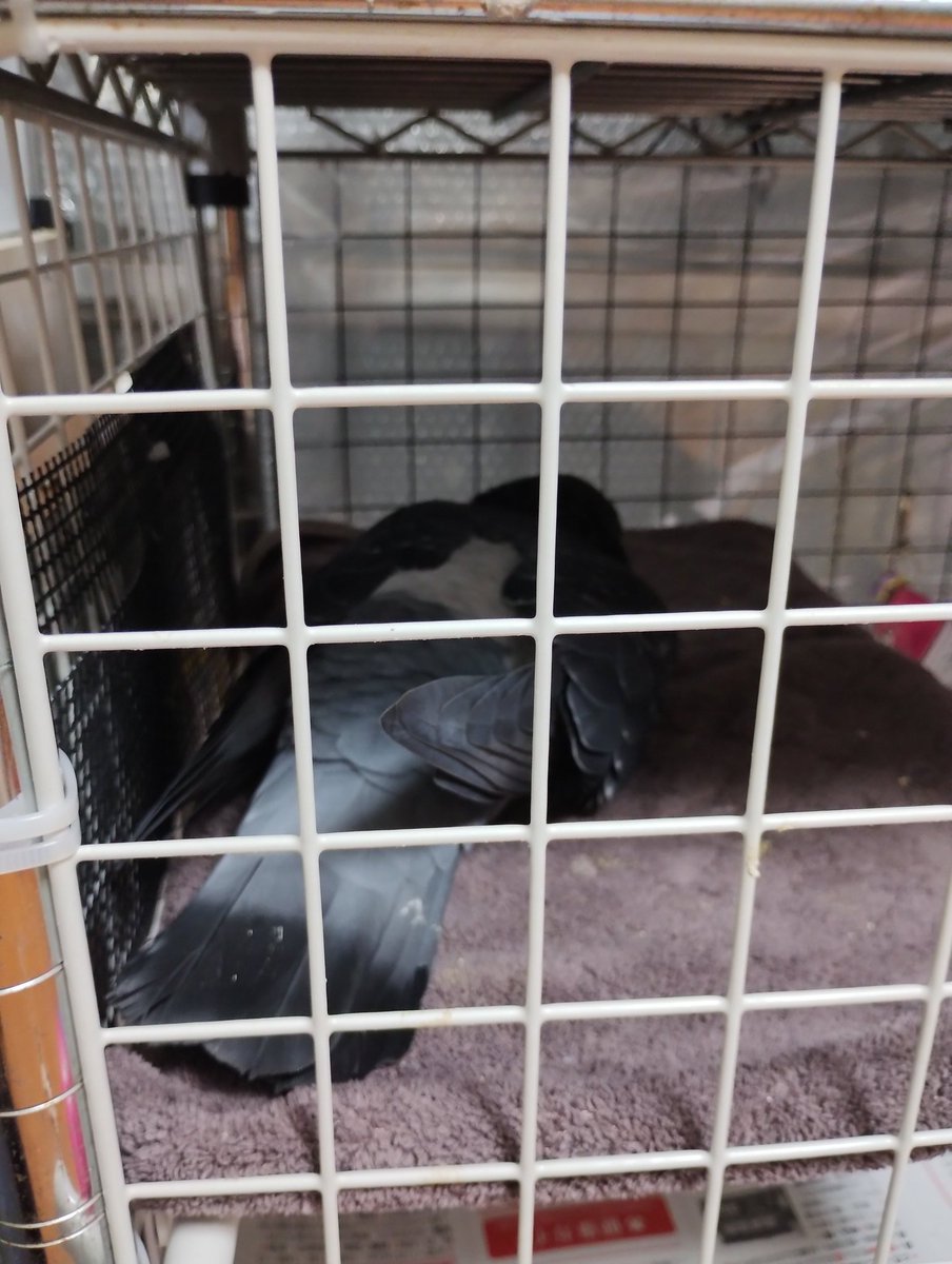 よそ様（コマメ）の家でガチ寝する鳩。
（コマは下の段でキャリーで寝てる）
#鳩