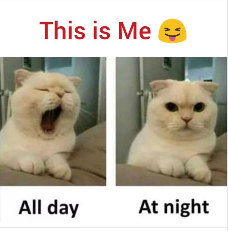 Jy0ti_Yadav's tweet image. All day: barely functioning 😴
At night: suddenly alert, overthinking, planning my entire future 👀
Why am I like this? 😂🐱 #Relatable #NightOwl #ThisIsMe