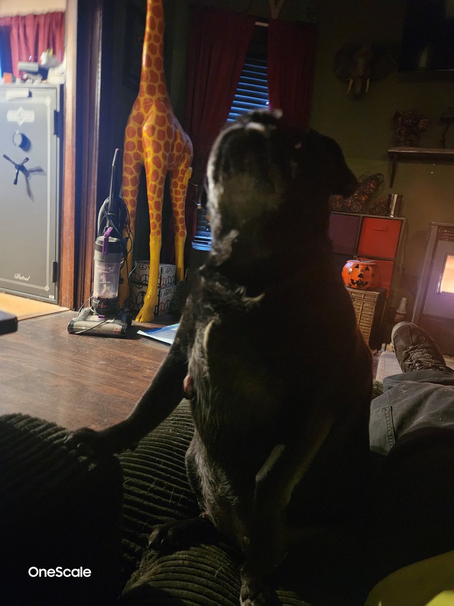 TheOneScale's tweet photo. @NoQuarterSoft Will you consider this picture of my pug as payment? https://t.co/YmKtAFMf5T