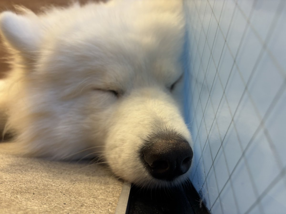 GrqyO's tweet photo. サモエド https://t.co/HhyniYfhiN