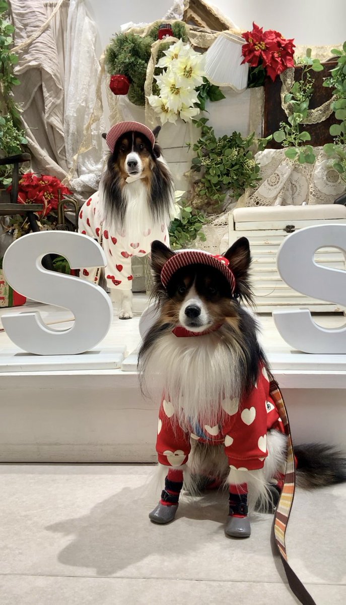 ハローみんな！わたし狂犬ひな！！
今日はTinoくんとクリパ🎄✨
とってもたのしかったわ！！