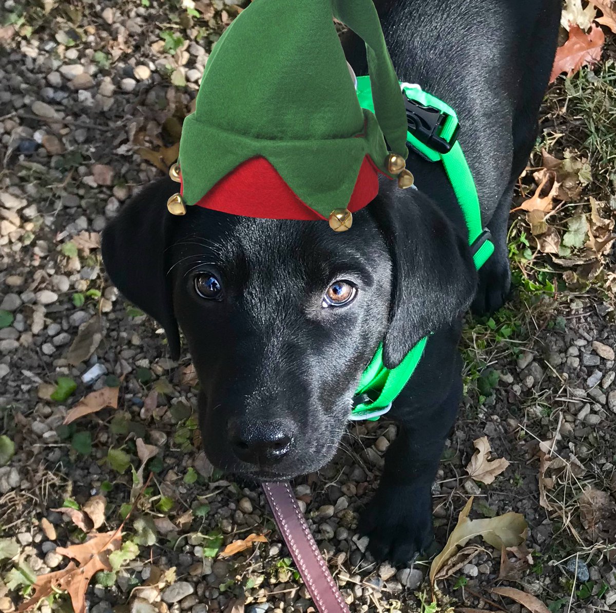 Sampson the Service Dog tweet media