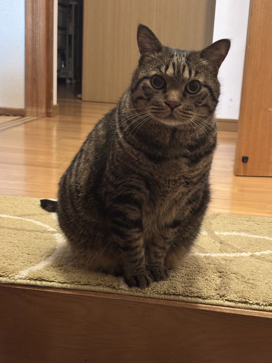 キジトラ虎三郎 (@TH82624015) / Posts / X