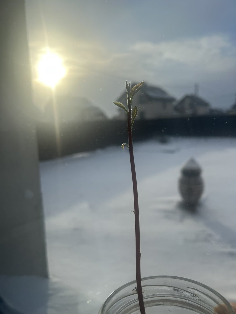 Сова_v_kedax tweet media