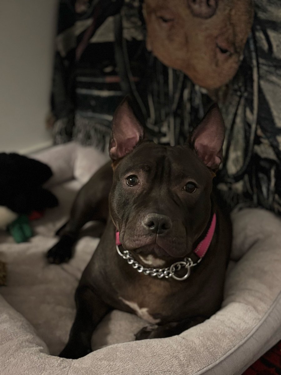 MiracleLnResq's tweet image. #NYCACCMissy update!

She will be going to a #fostertoadopt home today! 

Her fosters took incredible care of her, and they are seeing her through her next chapter!

Remember, once a #MiracleLane dog, always got your back girl 💜