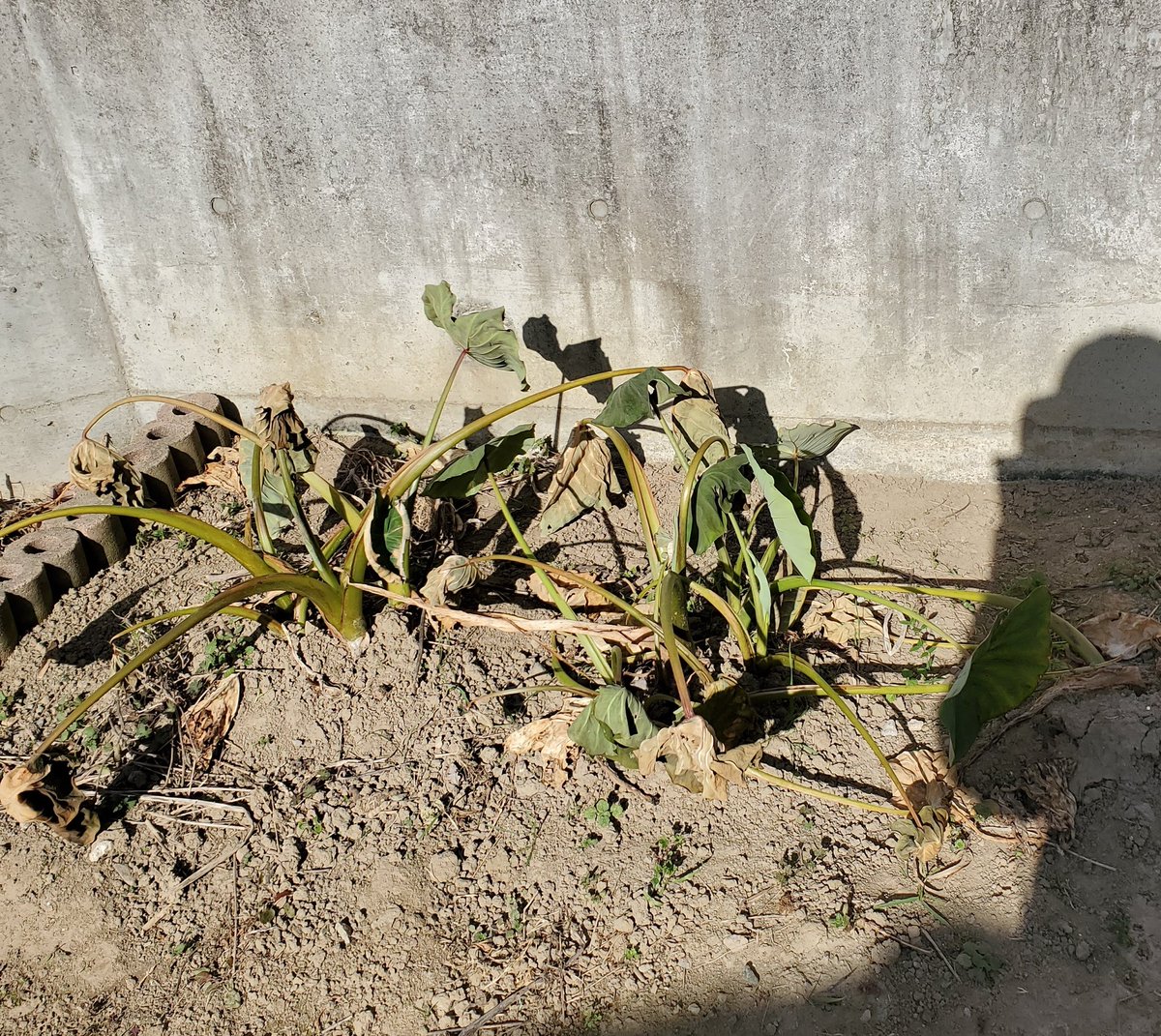 CKyotaro's tweet photo. 暑さのせいで中々育たなかった里芋だけど掘ってみたら良いのが結構あった!
じゃがいもは入れるの遅くて小さいのばっかりだけどね😃 https://t.co/csvZFoq2Ab