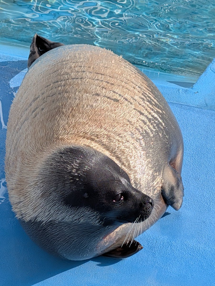 ヒレアシ（鰭脚類）情報 (@hirezake2024) / Posts / X