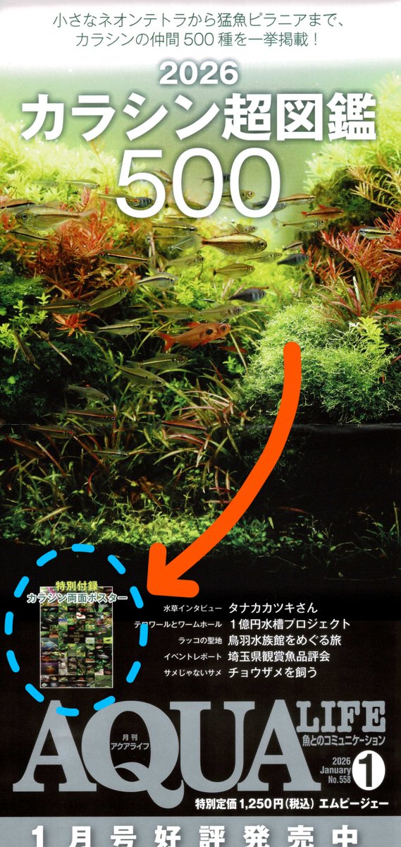 月刊 アクアライフ 2026年 1月号は 特別付録『カラシン 100種類
