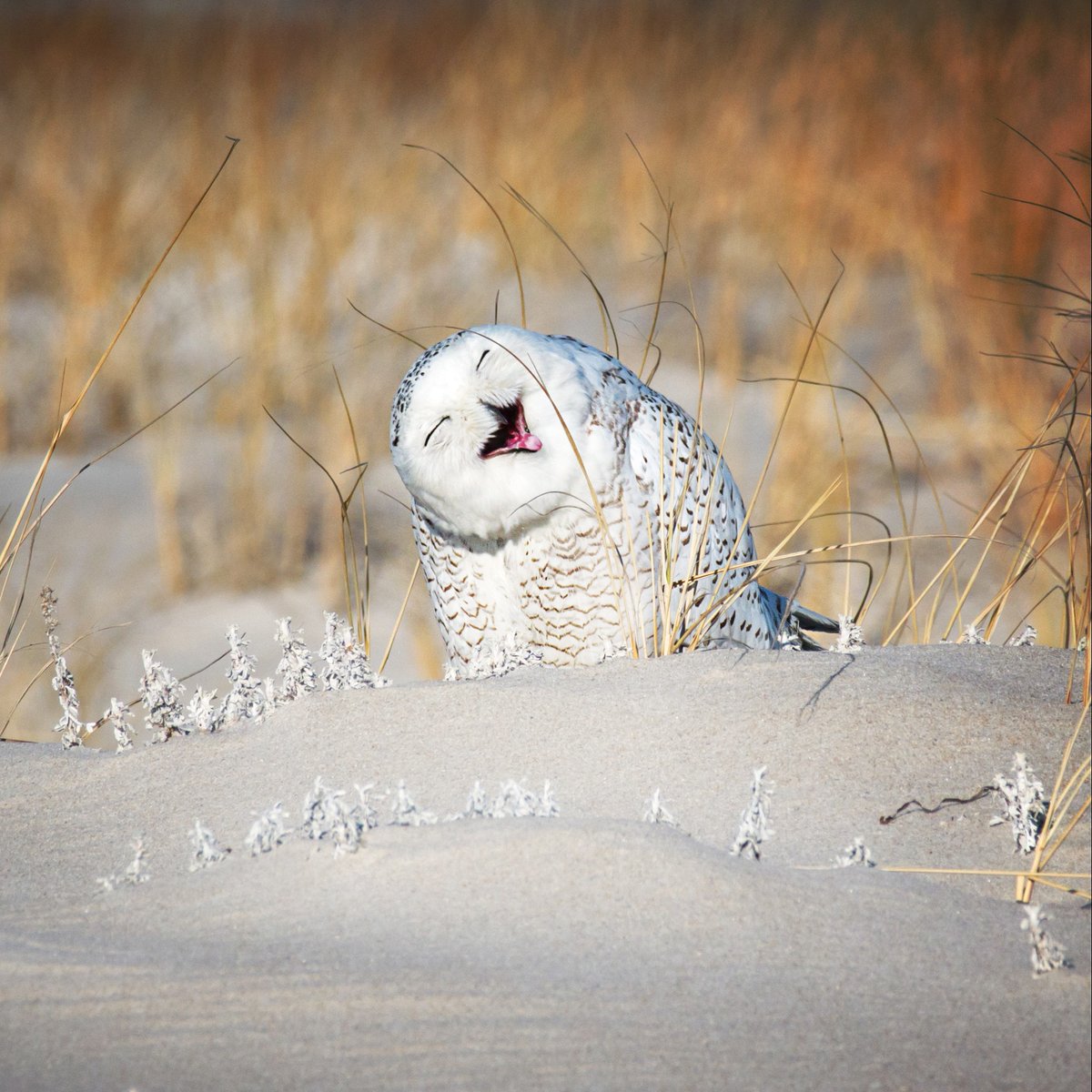 AnimalPlanet's tweet photo. When I'm still laughing about the joke hours later 🤣

📸: Vicki Jauron

#owl #snowyowl https://t.co/bn7n9HcAqh