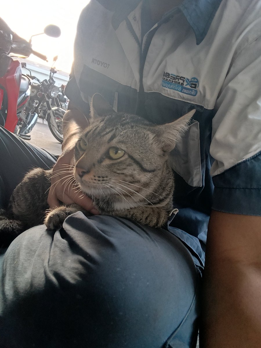 Chatmongko51972's tweet image. 🤗🐈 #สมุทรปราการ