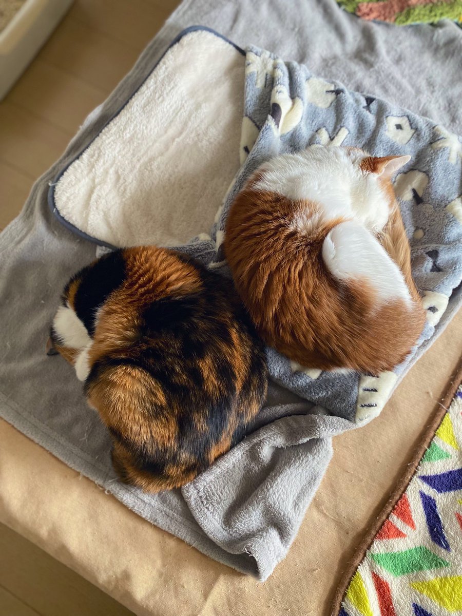 ねこまんじゅう💕😌🍀