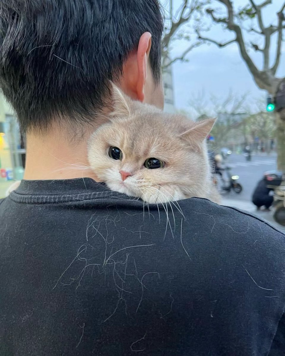 Cat 🐈 tweet media