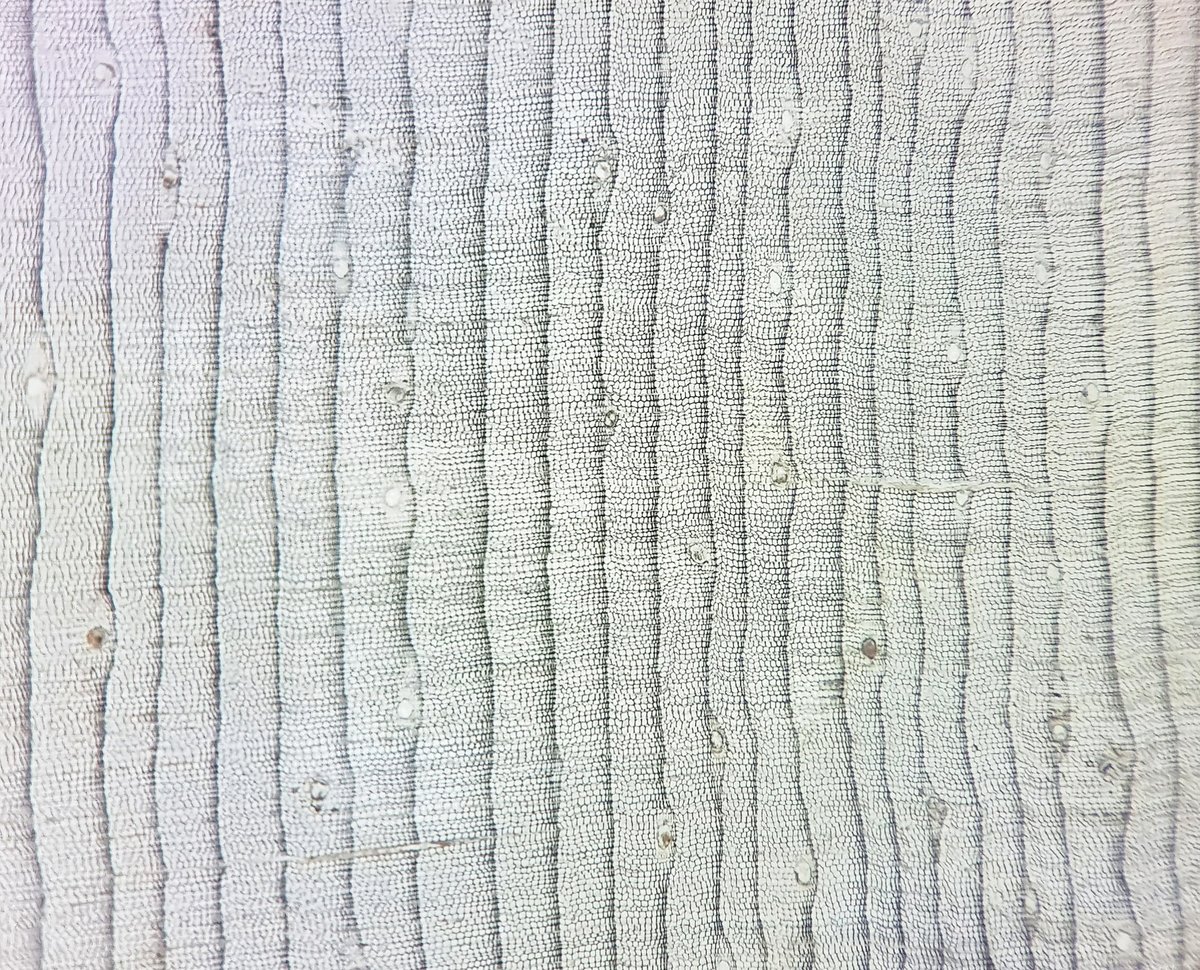 subfossilguy's tweet image. A typical Stone Pine (Pinus cembra L.) 'ringscape' 🥰🌲💍

- Narrow latewood
- large resin canals (creating those 'bumps!)
- More complacent growth than larch

We are here ~8,300 years ago above 2,000 m asl in the Alps 🏔️🧊

Average ring width ~0.3 mm 🔬