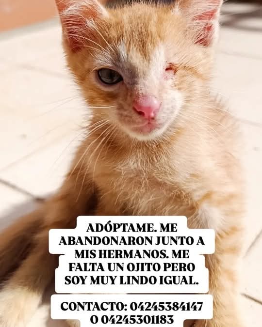 PerroUsuario Wof '•' tweet media