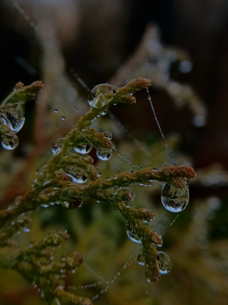 SewellLeigh's tweet image. Natures baubles 👀😊

#nature #raindrops #macro #saturdaymorning  #NatureLovers #NaturePhotography