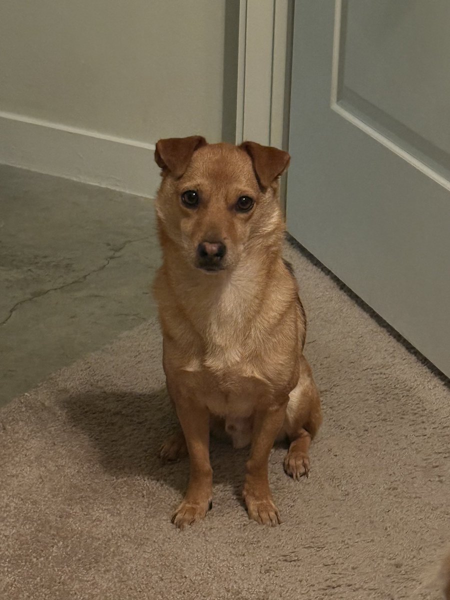 Donny woke up earlier than usual and is whining while I write. 😂 

Anyone else have impatient pets in the AM?  #5amwritersclub #amwriting 

Here he is, with his, “Time for a walk!” face.